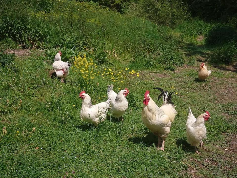 Clan Boucheron Louroux-Bourbonnais 外观 照片